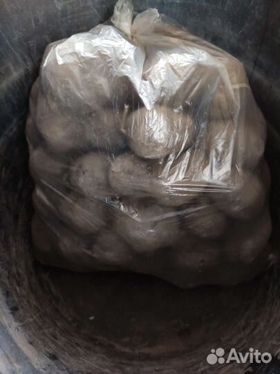 Семеной фиолетовый картофель и на еду