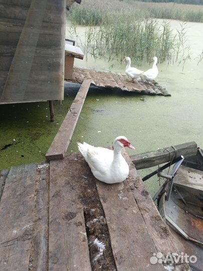 Утки