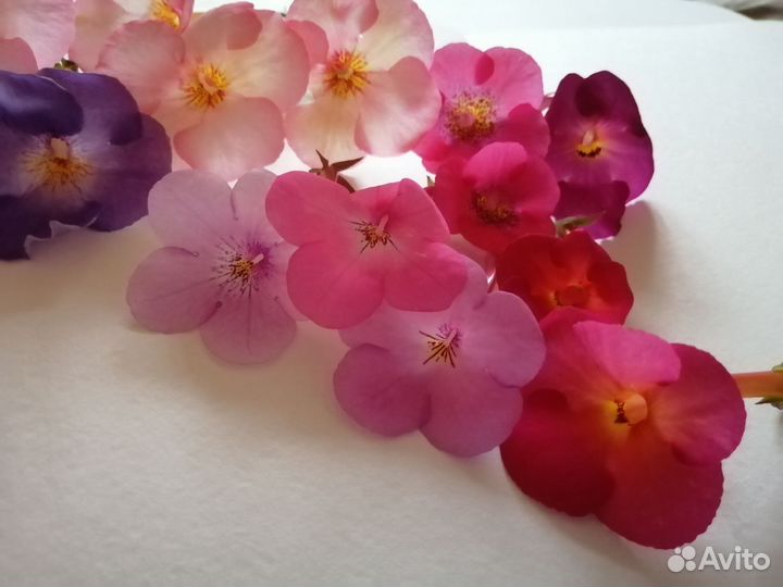 Ахименес ситцевый ризомы