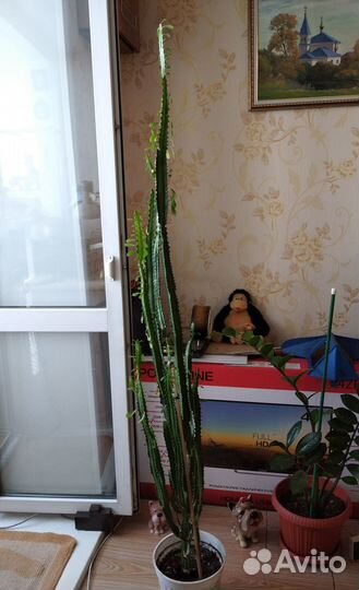 Молочай треугольный 1,7м