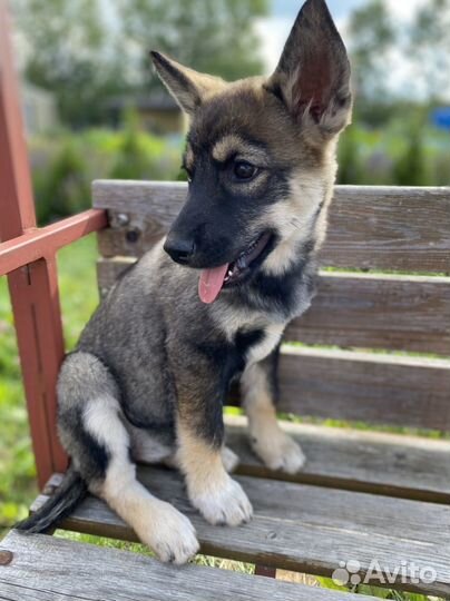 Лайка/ хаски