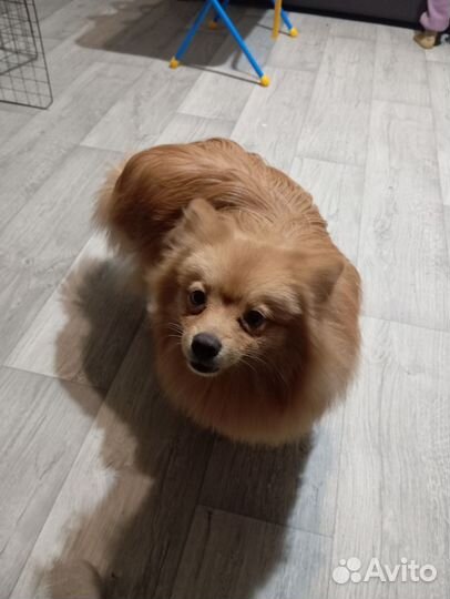 Собака в добрые руки,шпиц