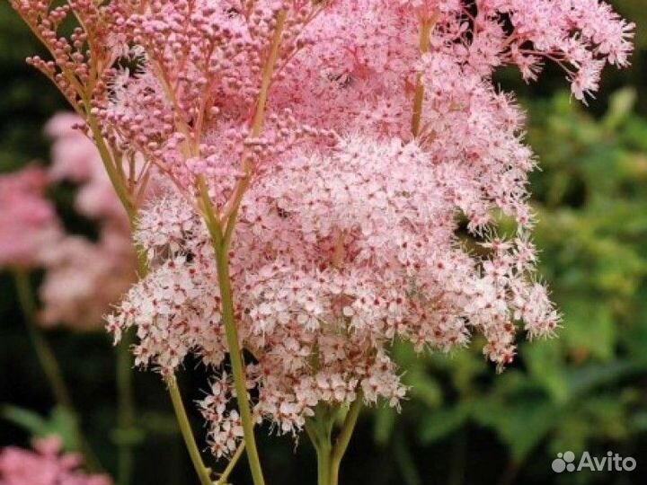 Декоративные многолетники для сада