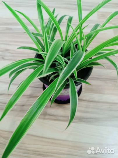 Хлорофитум