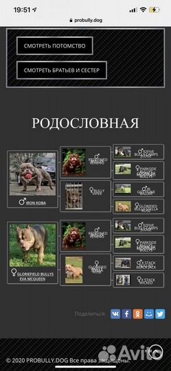 Американский булли вязка