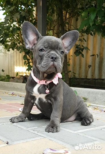 Французский бульдог голубой щенок