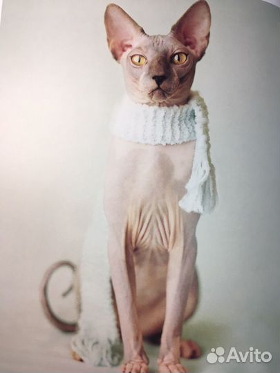 Книга. 101 котомодель