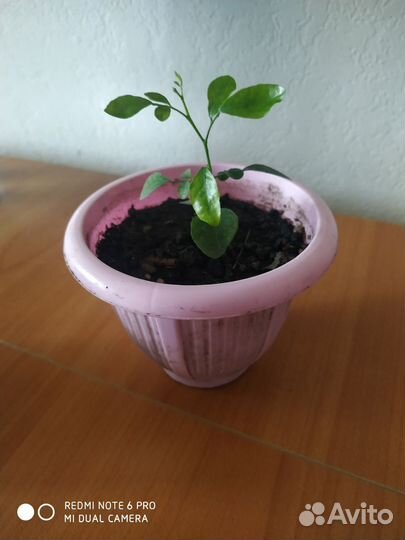 Растения (Алоэ, Мурайя)