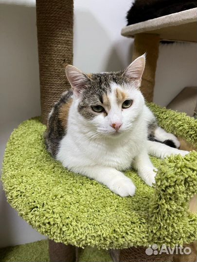 Кошка в добрые руки