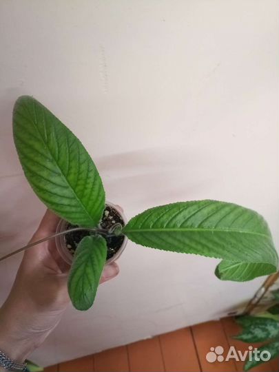 Стрептокарпус