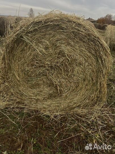 Сено (скошенный овес)