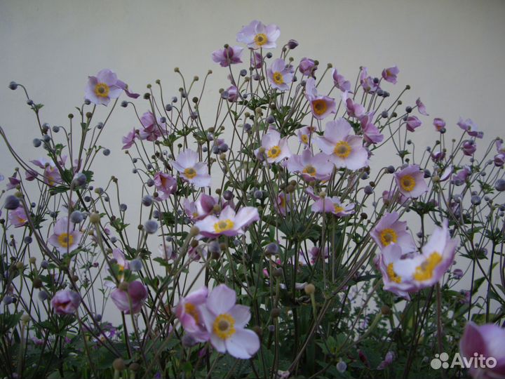 Садовые многолетники