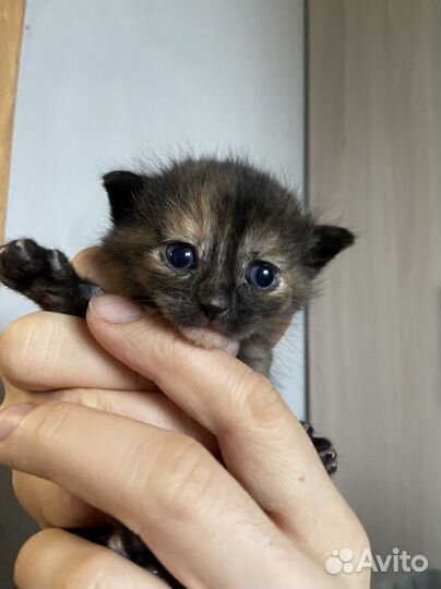 Котята в добрые руки даром бесплатно