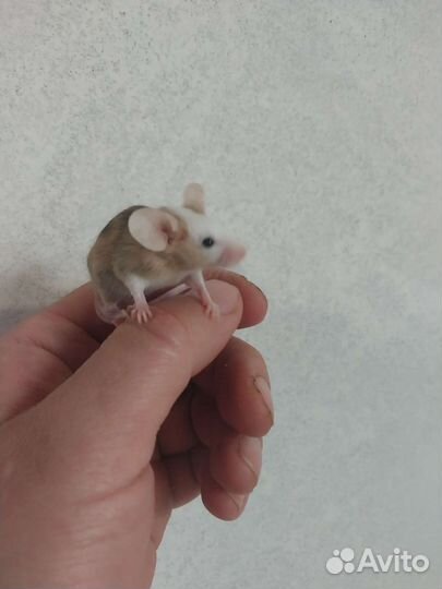 Сатиновые мыши