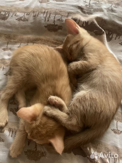 Отдам в добрые руки кошек