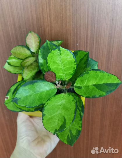 Хойи сортовые