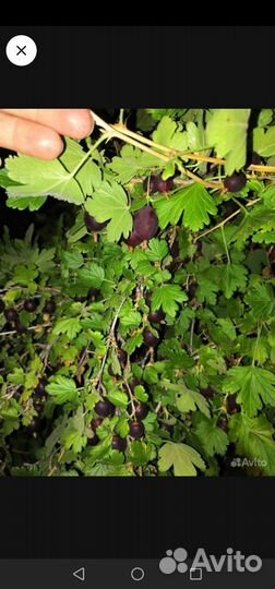 Саженцы вишни, крыжовника