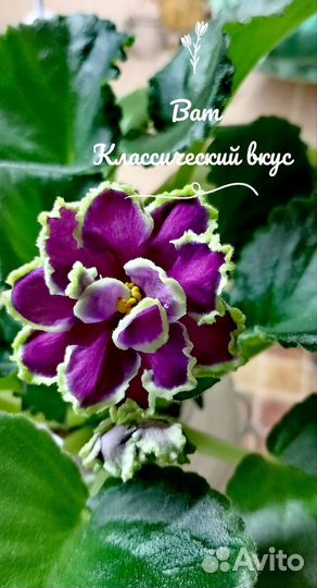 Сортовые фиалки