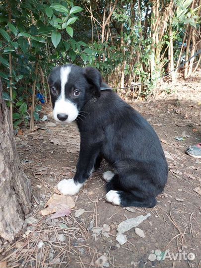 Щенок Девочка в добрые руки