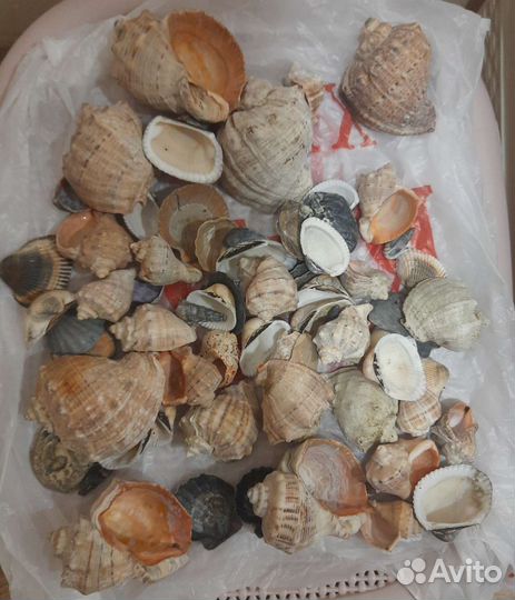 Ракушки морские