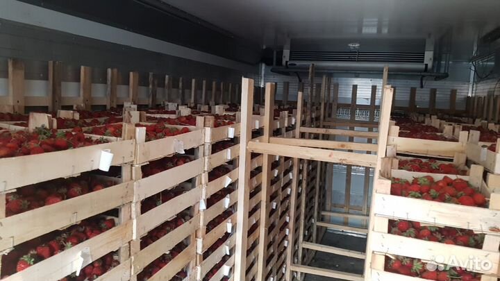 Клубника Ягода Свежая из Киргизии