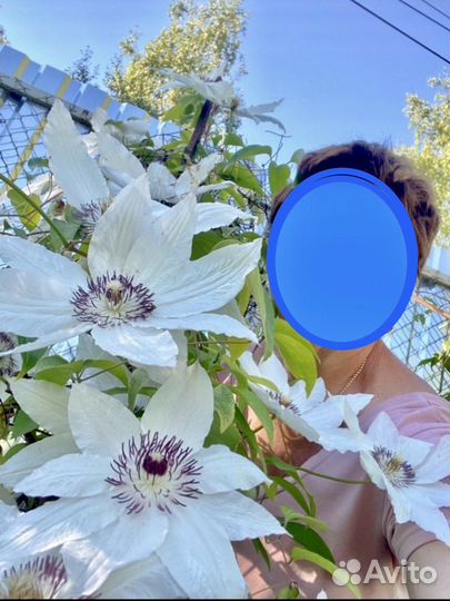 Клематис саженец куст