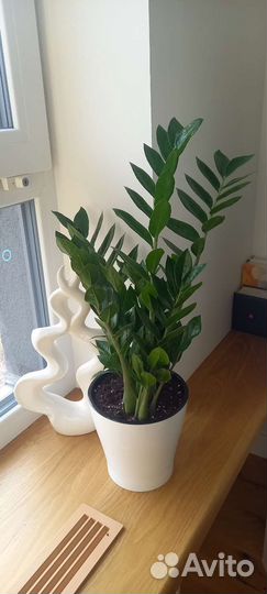 Замиокулькас Замифолия 60 см