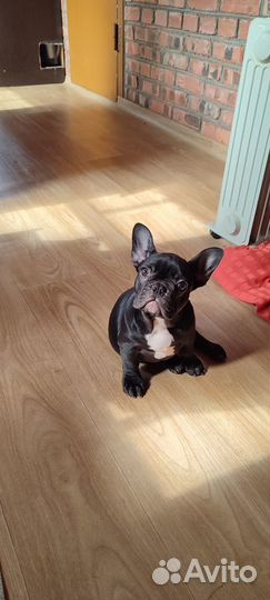 Щенки французского бульдога