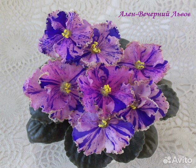 Детки сортовых фиалок