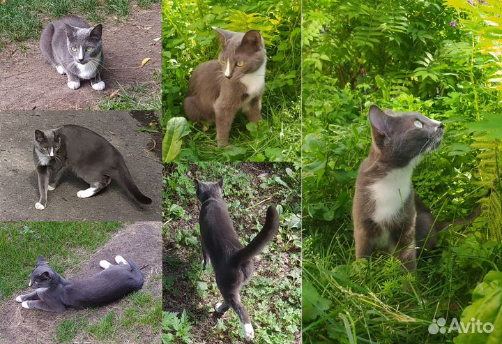 Кошка Роза, серый окрас (как у русской голубой)