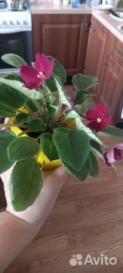 Цветущие фиалки