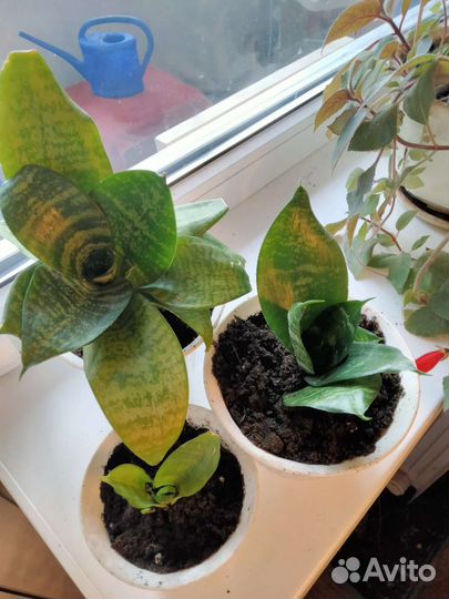 Сансевиерия