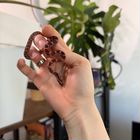 Змея маисовый полоз