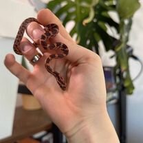 Змея маисовый полоз, Новосибирск