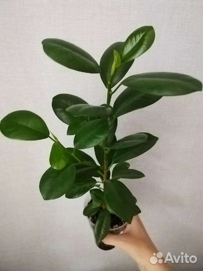 Фикус микрокарпа Мокламе