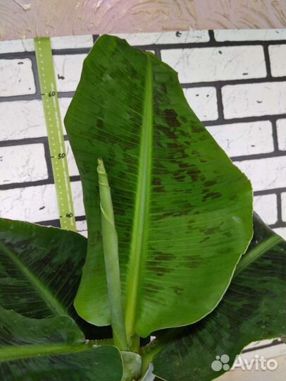 Банан комнатный