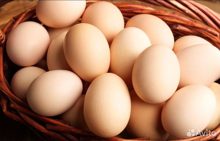 Куры несушки