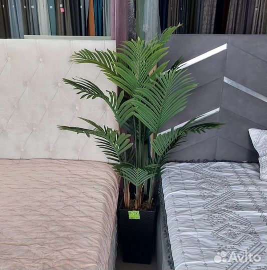 Мандариновое дерево с плодами