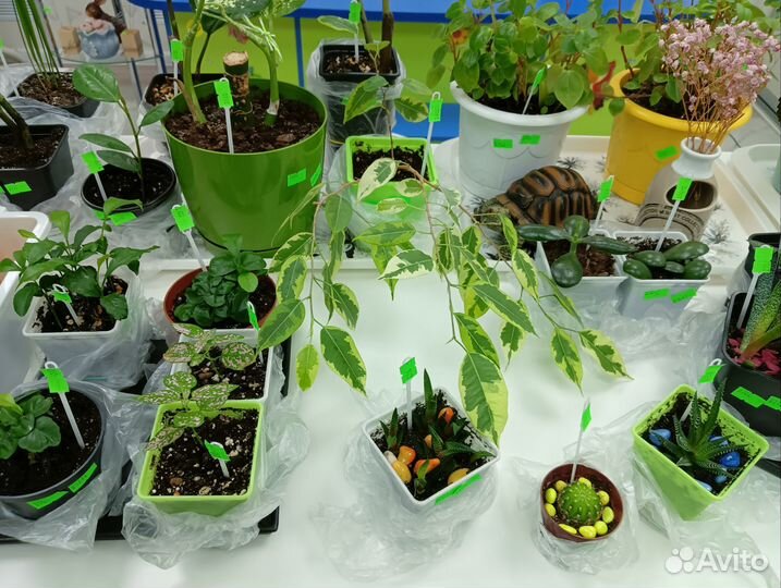 Комнатные цветы