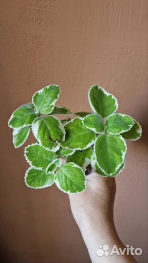 Плектрантус Variegated Cuban Oregano