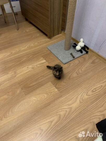 Кошка в дар