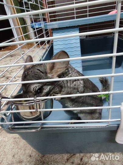 Домашние животные грызуны