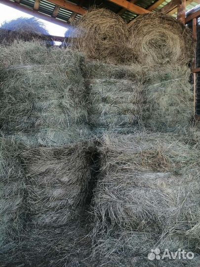 Сено зеленое