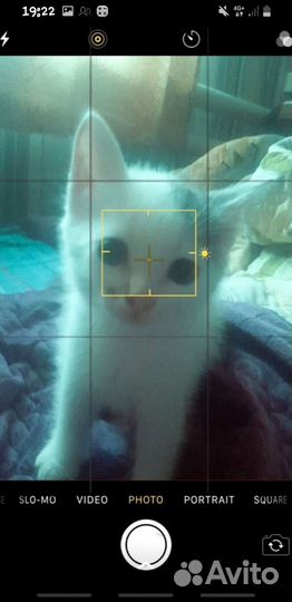 Котята турецкой ангоры