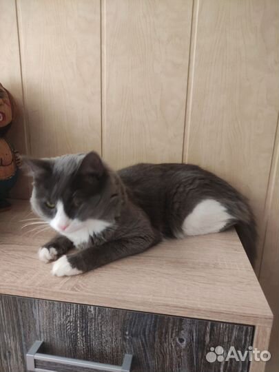 Отдам кота в добрые руки
