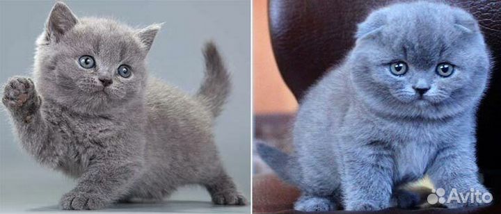 Котята Шотландцы