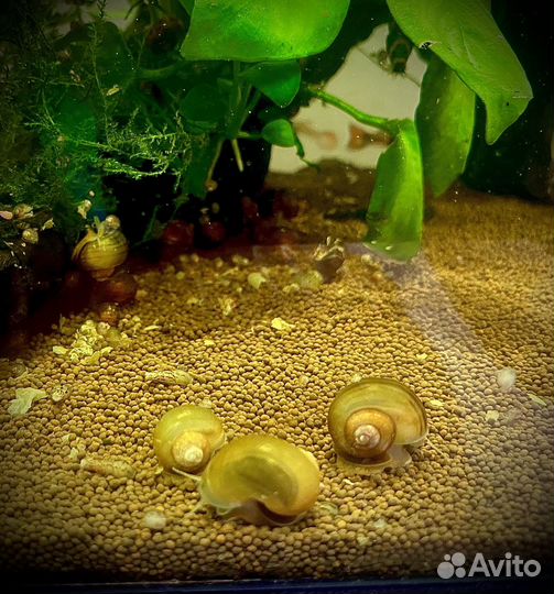 Аквариумные улитки Ампулярии, Катушка пятнистая