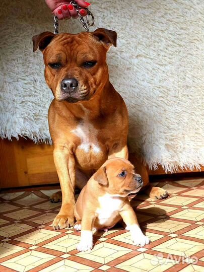 Стаффордширский бультерьер вязка