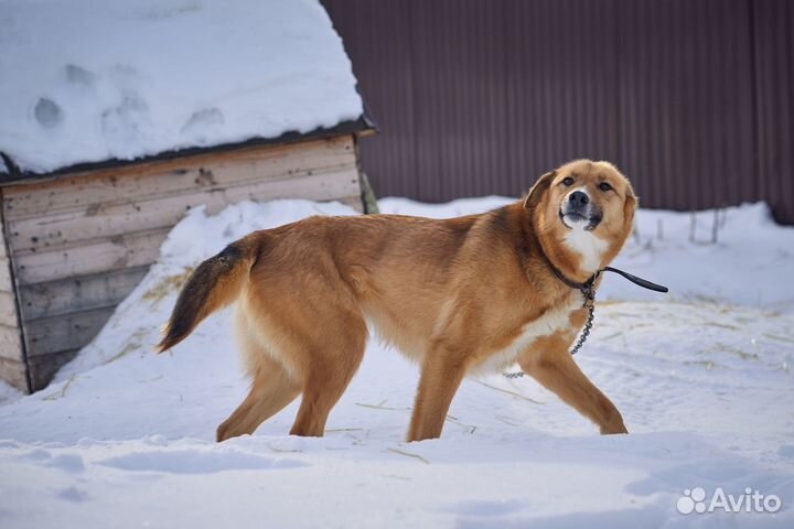 Лика ищет добрую семью