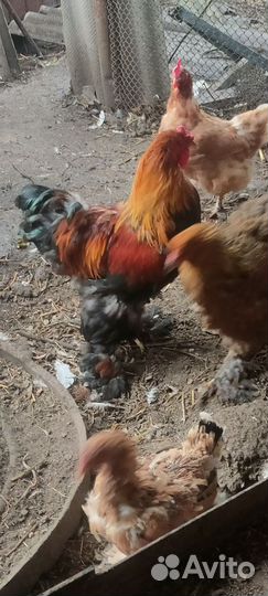 Петух брама